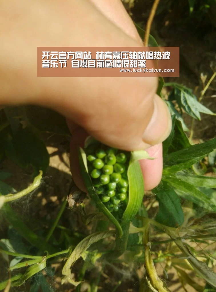 开云官方网站